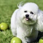 perro rodeado de manzanas verdes