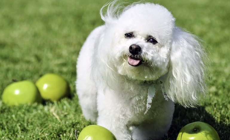 industria Sonrisa estudiar Lo perros SI pueden comer manzana - Beneficios e Inconvenientes