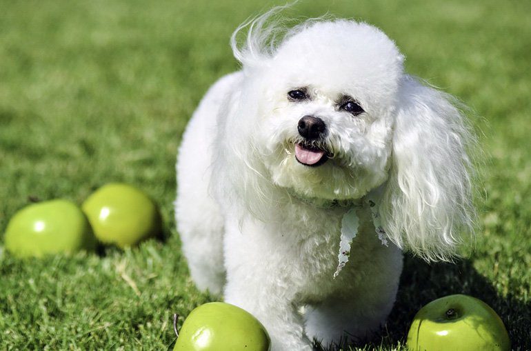 perro rodeado de manzanas verdes