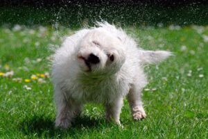 perro sacudiendose