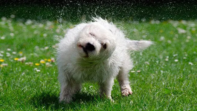 perro sacudiendose