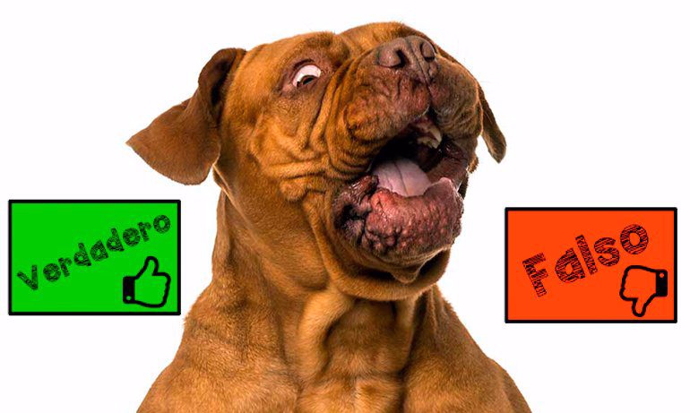 perro sorprendido