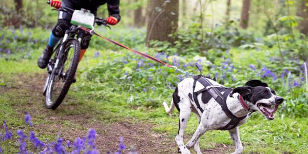 perro tirando de bici