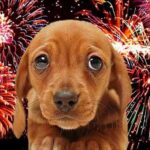 perro y fuegos artificiales