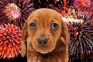 perro y fuegos artificiales