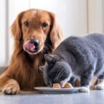 perro y gato comiendo