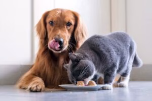 perro y gato comiendo