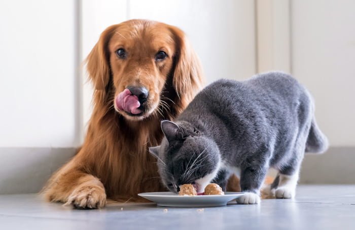 Puede un perro comer para gatos?