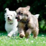 perros corriendo sobre la hierba