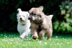perros corriendo sobre la hierba