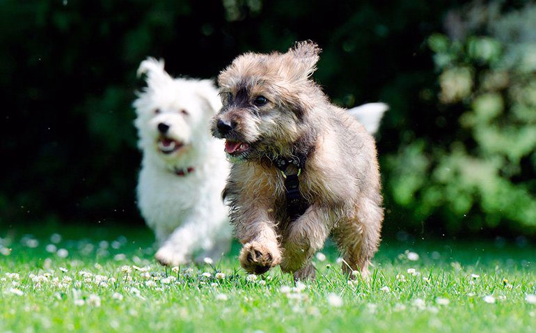 perros corriendo sobre la hierba