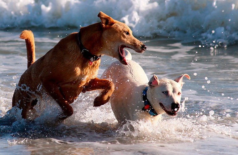 perros-jugando-en-el-agua
