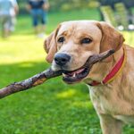 retriever jugando con un palo