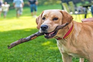 retriever jugando con un palo