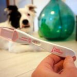 test de embarazo en perros