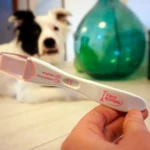 test de embarazo en perros