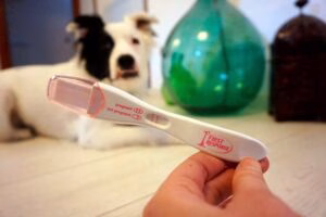 test de embarazo en perros