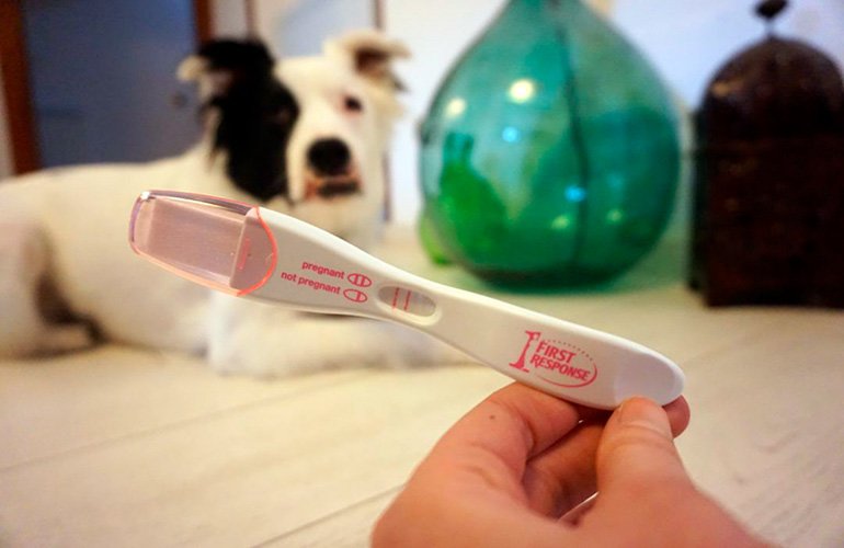 Elemental Acostado Padre Test de embarazo para perros y técnicas de confirmación