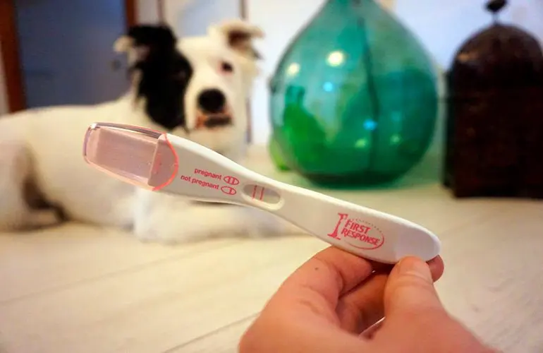 test de embarazo en perros