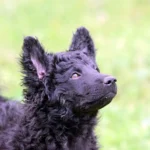 cachorro de pastor croata