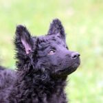 cachorro de pastor croata