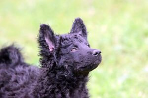 cachorro de pastor croata