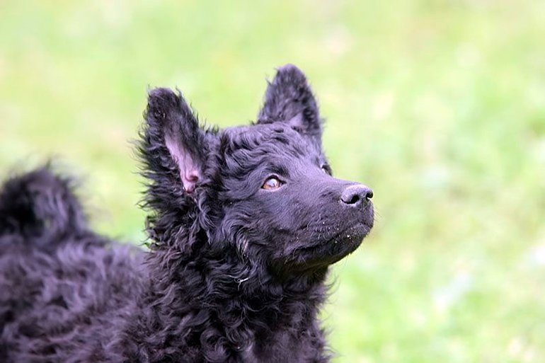 cachorro de pastor croata