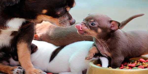 cachorros comiendo junto a su madre
