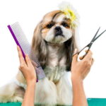 cortando el pelo a un perro