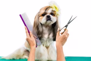 cortando el pelo a un perro