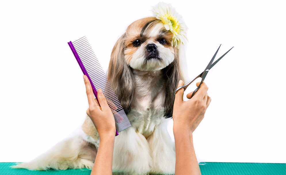 cortando el pelo a un perro