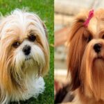 diferencias entre razas