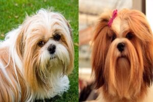 diferencias entre razas