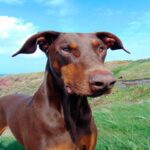 doberman3