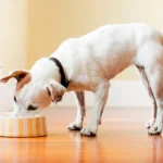 perrito comiendo