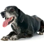 perro anciano 1