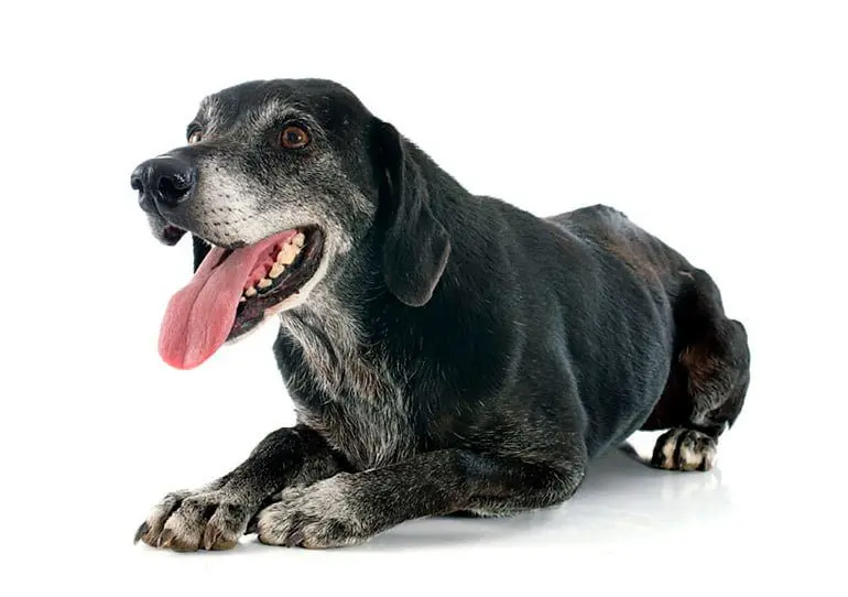 perro anciano 1