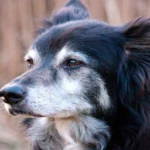 perro anciano