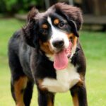 perro boyero cachorro