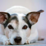 perro escuchando