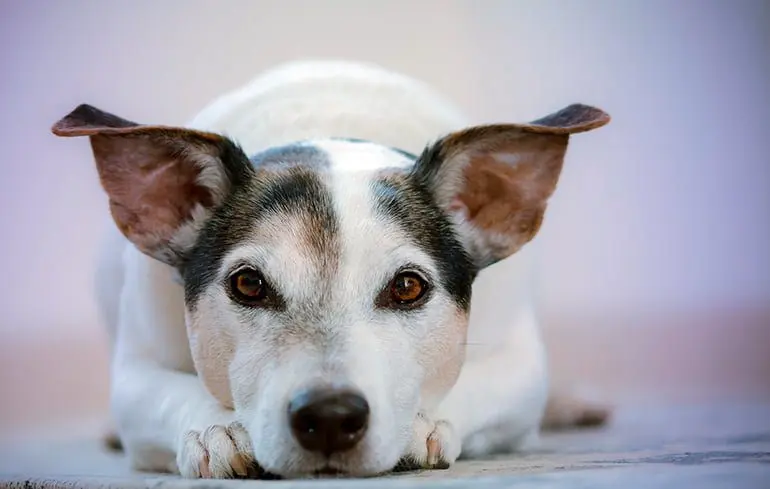 perro escuchando