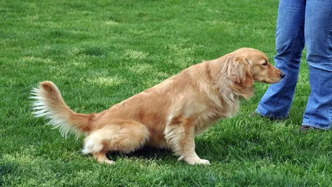perro haciendo pis