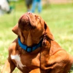 perro rascandose la oreja por picor