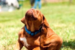 perro rascandose la oreja por picor