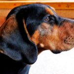 perro sabueso