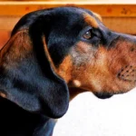 perro sabueso