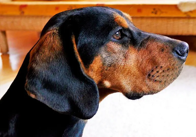 perro sabueso