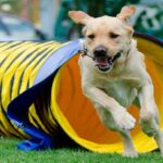 perro saliendo del tunel de Agility