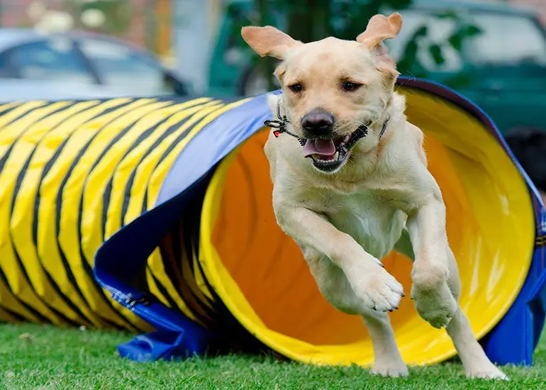 perro saliendo del tunel de Agility
