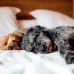 perros durmiendo sobre la cama
